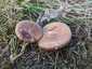 Ördögszekér-laskagomba (Pleurotus eryngii), Budai-hegység